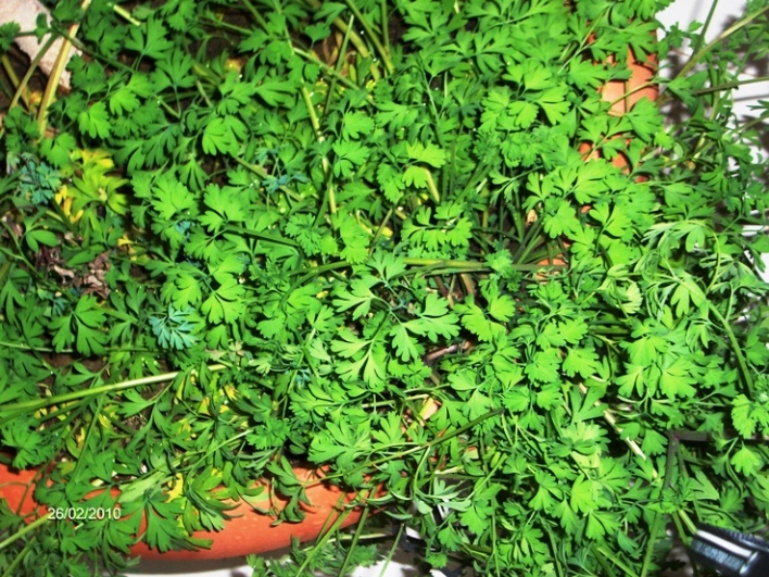 aliena nel vaso -  Fumaria cfr.capreolata